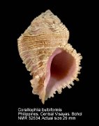 Coralliophila bulbiformis